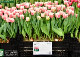 Tulipa Queensland ® (1)